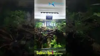 AQUARIUM LED LIGHTING - PLANTED TANK LIGHTING | #shorts