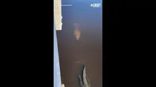 Manatee trails dangerously close behind alligator