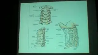 cervical spine frcatures. D Fady Michael