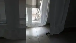 Welcome #cat #love #cute #kitten #guests #animals #balcony