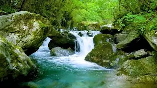 Gentle River Stream with Wind Through Trees | 11 Hours ASMR for Restful Night
