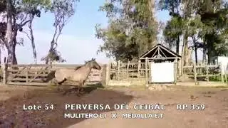 RP 359  PERVERSA DEL CEIBAL    HEMBRA