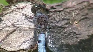 Keeled Skimmer