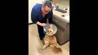 How to place a cone (e-collar) on your pet!