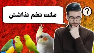 علت و عوامل تخم نذاشتن عروس هلندی،قناری،فنچ،کوتوله برزیلی و سایر پرندگان