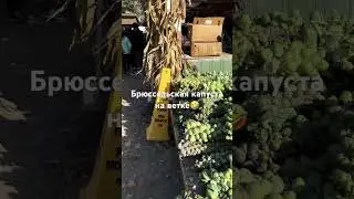 Брюссельская капуста??? Ну и ну #video #farm #short #shorts #food #interesting #news