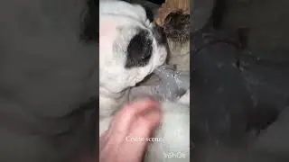 Walter Geoffrey the frenchie p 31