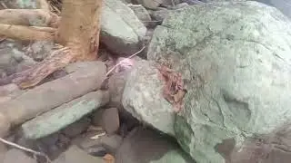 PAGONG NAWALANG MGA PAA SATABING DAGAT