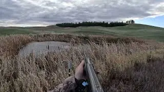 Whackin Wigeons