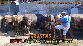 ANUnya Sampai Ditendang! Nego Panas SAPI BRANGUS | Nego Alot SAPI METAL BRANGUS Super