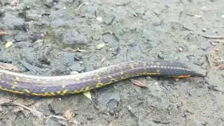 Eryx johnii &nbsp;#mandul #snake