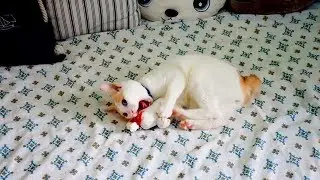 Chapy Cat On Catnip Going Crazy
