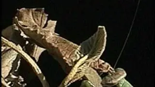 Predator Prey Surprise