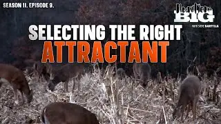Выбор правильного аттрактанта для оленей имеет решающее значение. Вот почему