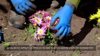 Bindweed In Flowerbed | Videos | Roundup Weedkiller
