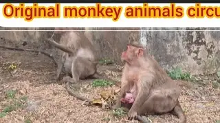 Original #monkey #animals #show #new#monkey#baby#animals#cute 