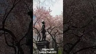 Cherry 🌸 Blossoms Pilgrim Hill Central Park NYC