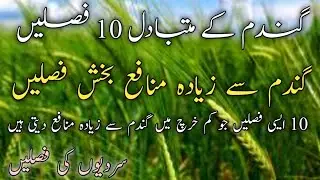 Ten alternative crops to wheat, more profitable than wheat