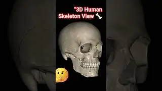 3D Human Skeleton View 🦴 | Horror Effect | Manav Koodi 3D Animation#3DView#HumanSkeleton