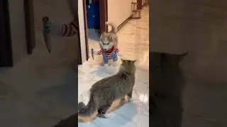 Dog in Clothes Tries to 'Attack' a Cat with a Knife &ndash; Hilarious Pet Drama! 😂🐶🐱