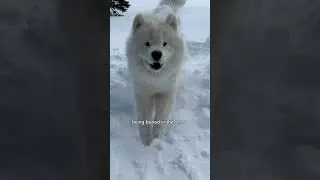 What should sled dog try this winter?! 🐻&zwj;❄️❄️🛷 #dog #samoyed
