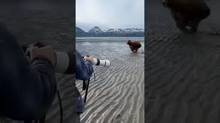Bear charges Aggressively towards photographers