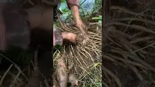 Ang link naa sa punuan sa abaka