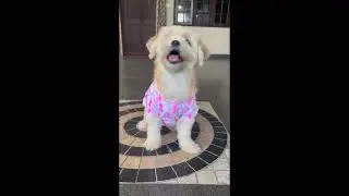 pillow fashion show #telugu #home #petlovers #pet #entertainment #doglover #petfashion #petclothes