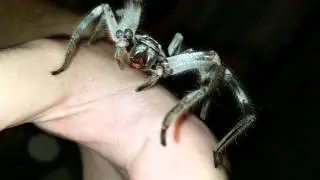 Holconia sp adult female cleaning her chelicerae while chilling on my hand.