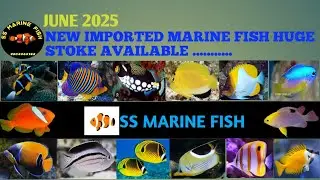 New fresh imported marine fish huge collection (JUNE 2025)