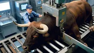 Inside The Bull Meat Industry | From Cattle Farming To Food & Leather Products (Full Process)