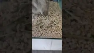 Cunipic Naturlitter Papier Liti&egrave;re pour petits animaux et lapins - Zoomalia