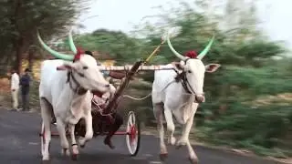 White khillar bullocks running in 2 minute race