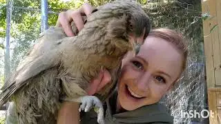 Scaly Leg Mite Treatment Uncovers Bad Wound _ Bathing Chickens _ First Aid _ Canning Raw Milk