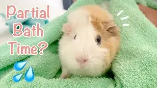 How to Give Your Guinea Pig a Partial Bath and Its Benefits