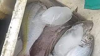 Naka Pain naba kayo ng Dikya or jellyfish panoorin para may idea sa pangingisda