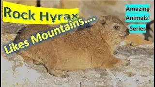 Rock Hyrax facts 🐇 Dassie 🐇 Cape Hyrax 🐇 Rock Rabbit 🐰 Coney 🐇 found in mountains 🏔
