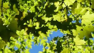 3H Forest Light Music 🌞 Gentle Piano, Wind & Birds for Calm Focus & Sleep