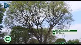 &Aacute;rbol notable 2021: distinguen una Tipa Blanca