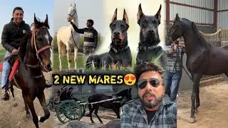 Socha Nahi Tha New Farm Par Ek Din Mai Hi 2 Ghodiya Aajayengi 🥰Narshringar Khush Hogya 💕😘