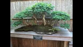 Bunjin Brazilian Raintree #3