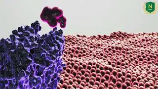 Mathematical Analysis of Cancer Cells Dynamics in a Human Body
