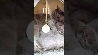 Гипноз🤣#смешноевидео#кошки#животные#ржака#смех#приколы#смешныеживотные#shorts#subscribe#cats#animals