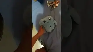 Xd el dinal