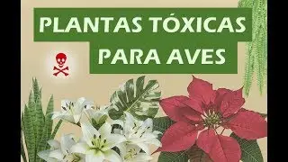 Plantas comuns mas que são perigosas para nossas calopsitas