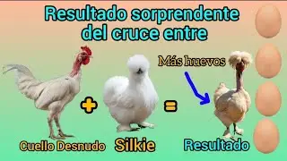 Raza de gallina Silkie y la increíble mutación genética que dio origen a la Silkie de cuello desnudo