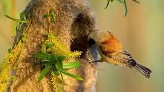 WILD LIFE ANIMALS. ANIMALS LIVE IN FOREST #wildlife #animals #forest #nature #wildlifeplanet
