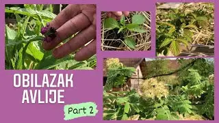 Madre u avliji | Proljetna inventura-bobičasto voće, šparoge, smokva, rabarbara