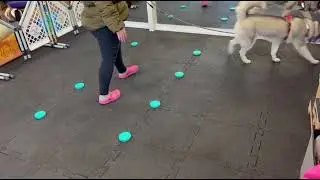 Nosework, Poznań, 31.01.2026, testy zapachowe, Sk&oacute;rka pomarańczy, Katarzyna i Figa