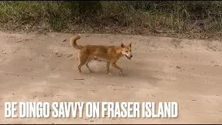 Dingoes on Fraser Island K'gari Ive Never seen so many in 30 years dominant and not scared of humans